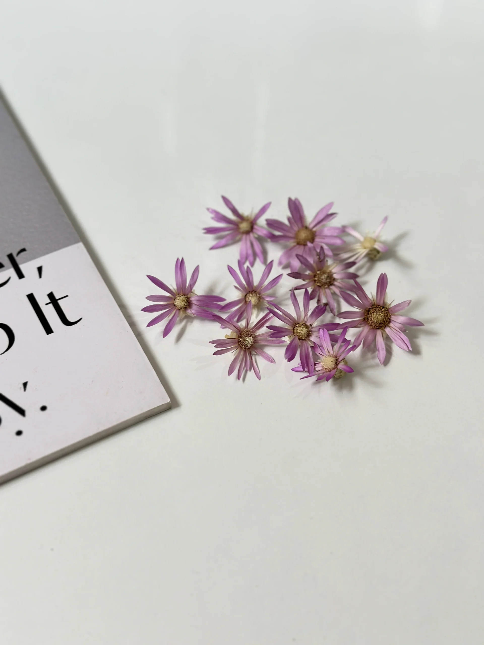 گل خشک مروایدی گل خشک مرواریدی