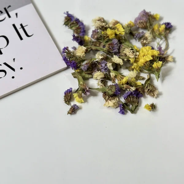 گل خشک اساتیس