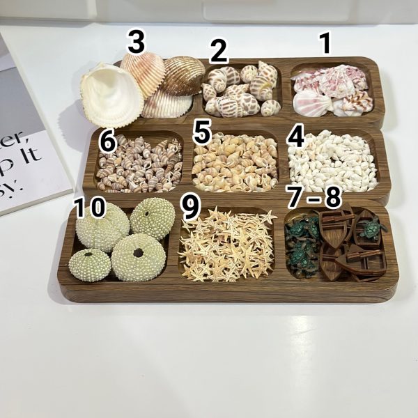 صدف دریایی وارداتی