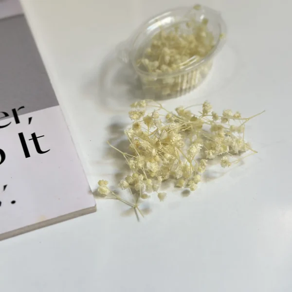 گل جاودان عروس