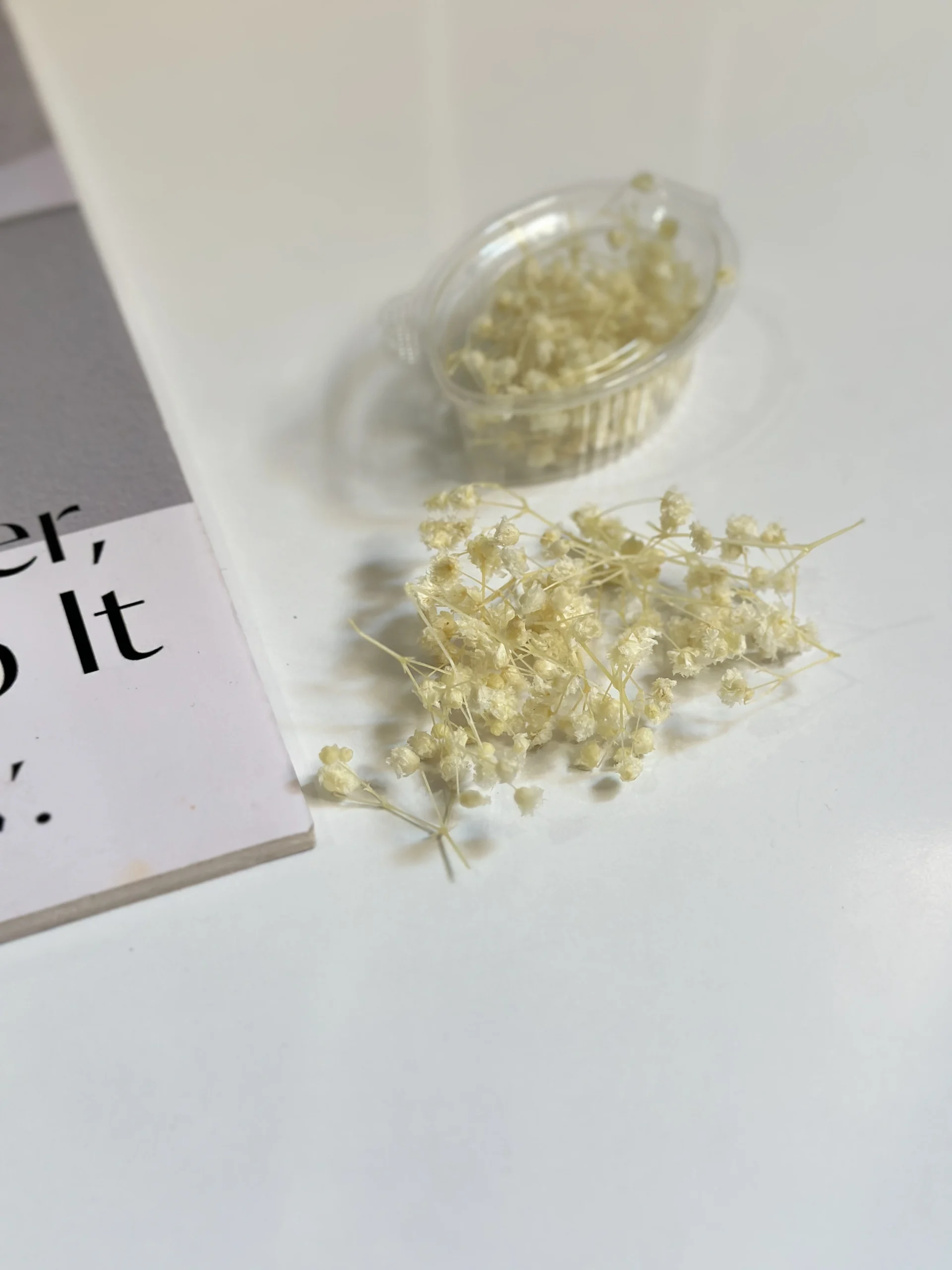 گل جاودان عروس گل جاودان عروس