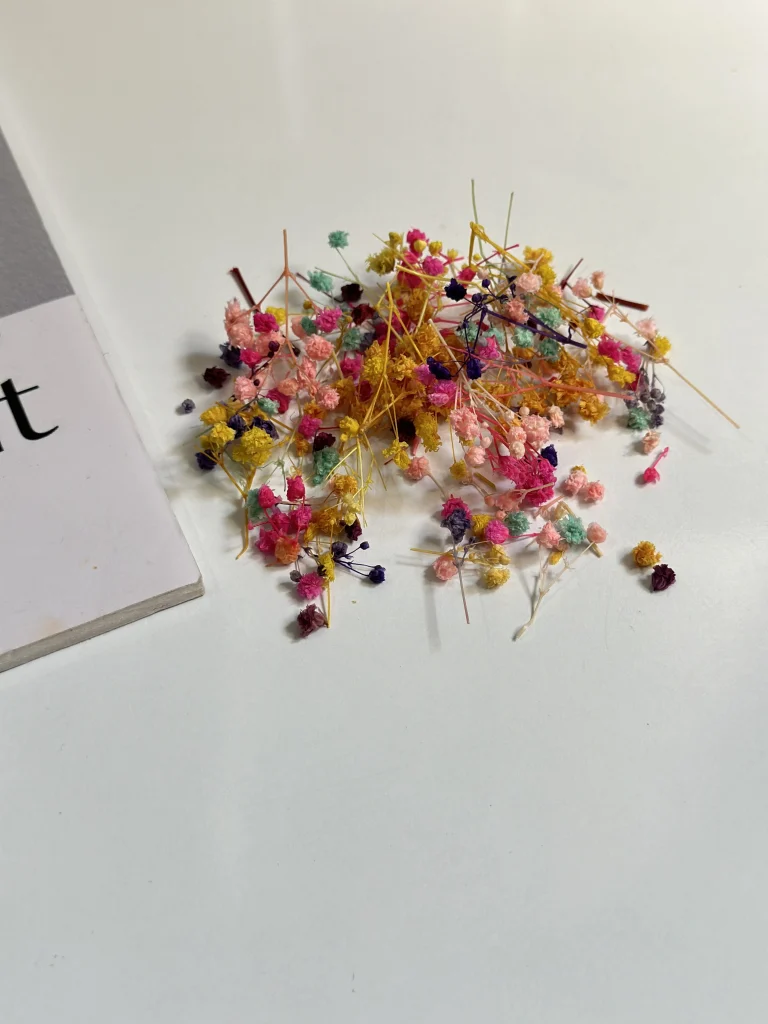 گل جاودان عروس رنگی