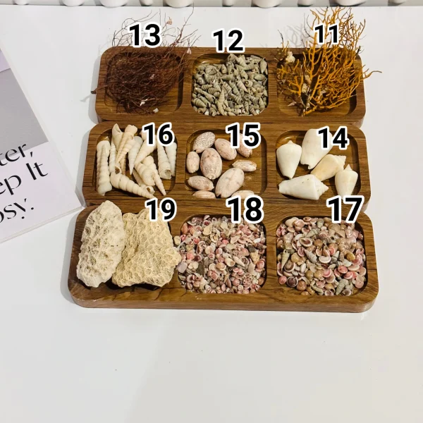 انواع صدف دریایی