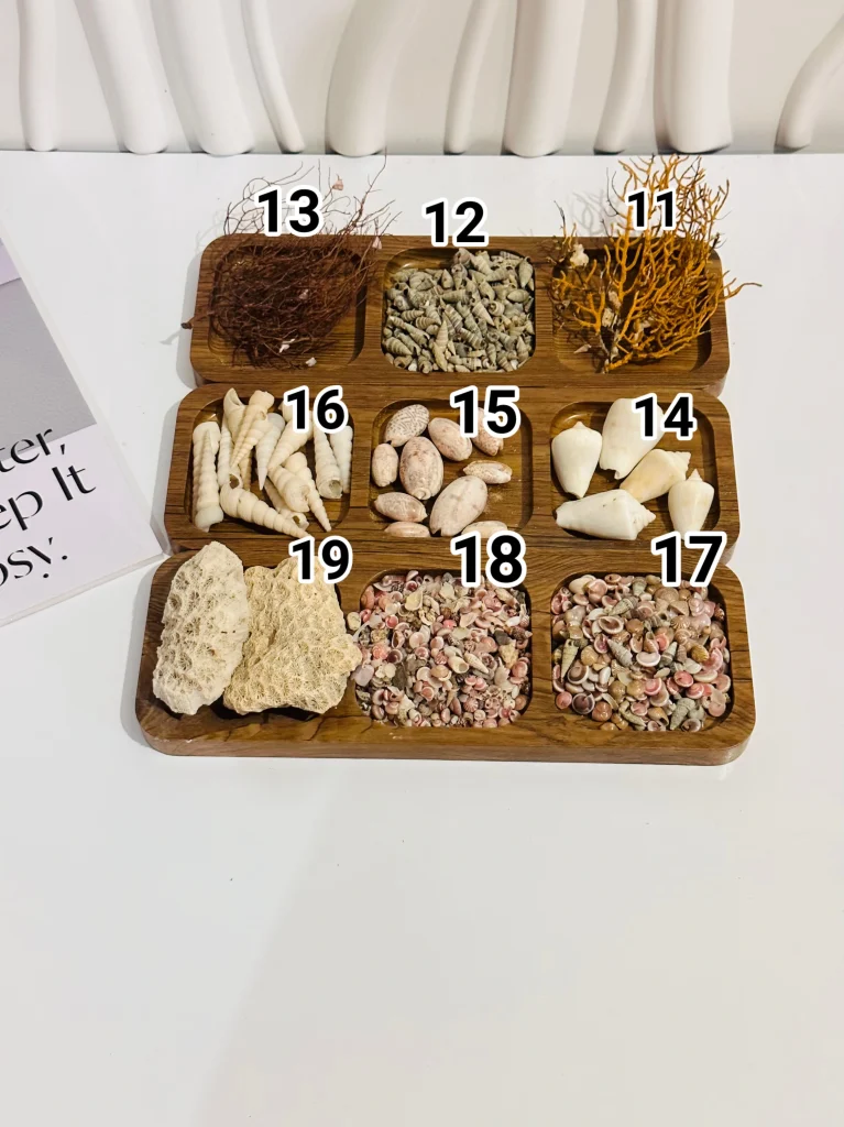 انواع صدف دریایی