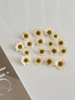 گل خشک بابونه