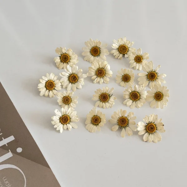 گل خشک بابونه